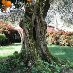 팜스테이 The Olive Tree Country