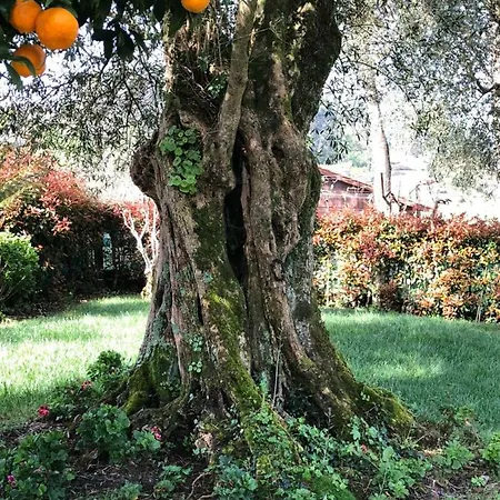 Farm stay The Olive Tree Country