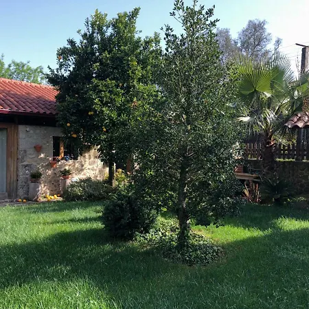 The Olive Tree Country