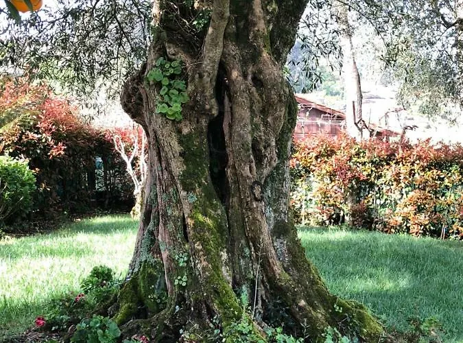 Agroturismo The Olive Tree Country