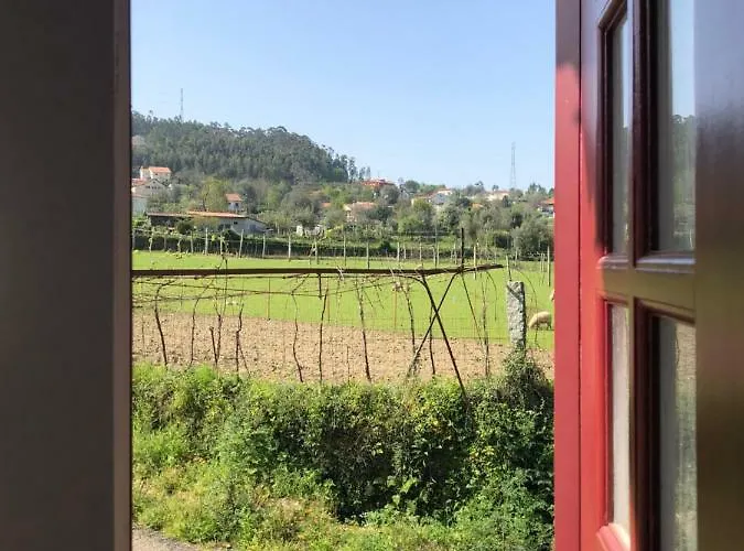 The Olive Tree Country