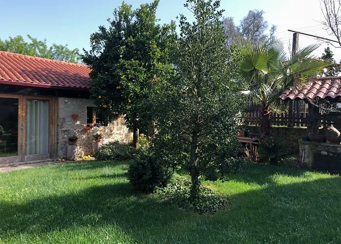 The Olive Tree Country