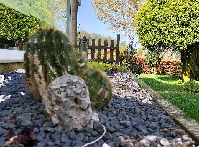 The Olive Tree Country